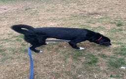 Mixed Breed dogs for adoption: A Bright Boy - looking for the Right Loving Home - Image 4