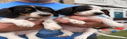 Dachshund dogs for sale: 4 adorable small dachshund girls available  - Advert 16