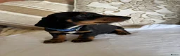 Miniature Dachshund dogs for sale: Beautiful miniature dachshunds - Advert 25