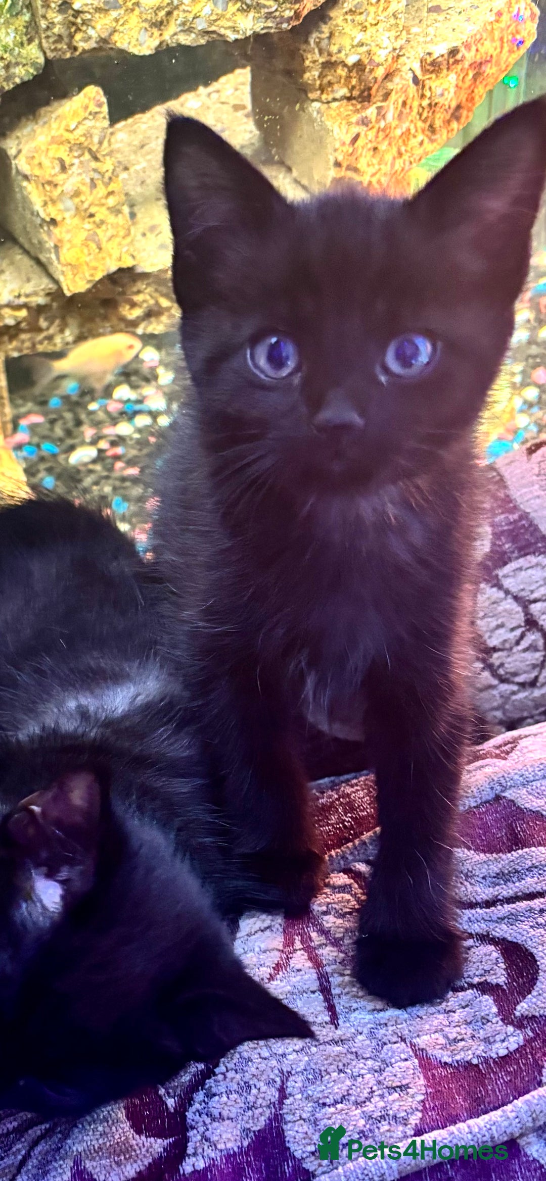 Norwegian Forest Cat cats for sale: Norwegian forest X Black Bombay Kitten (1 boy left - Advert 2