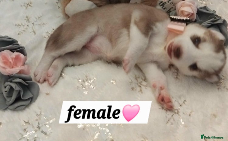 Siberian Husky dogs Siberian Husky puppies - Advert 4