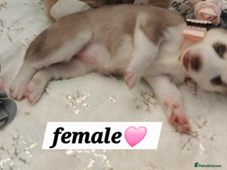 Siberian Husky dogs Siberian Husky puppies - Advert 4