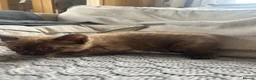 Mixed Breed cats for sale: 🐱 2 male kittens looking for new home 🐱  - Advert 10