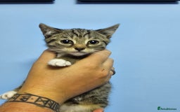 British Shorthair cats for sale: British short-hair kittens  - Image 7