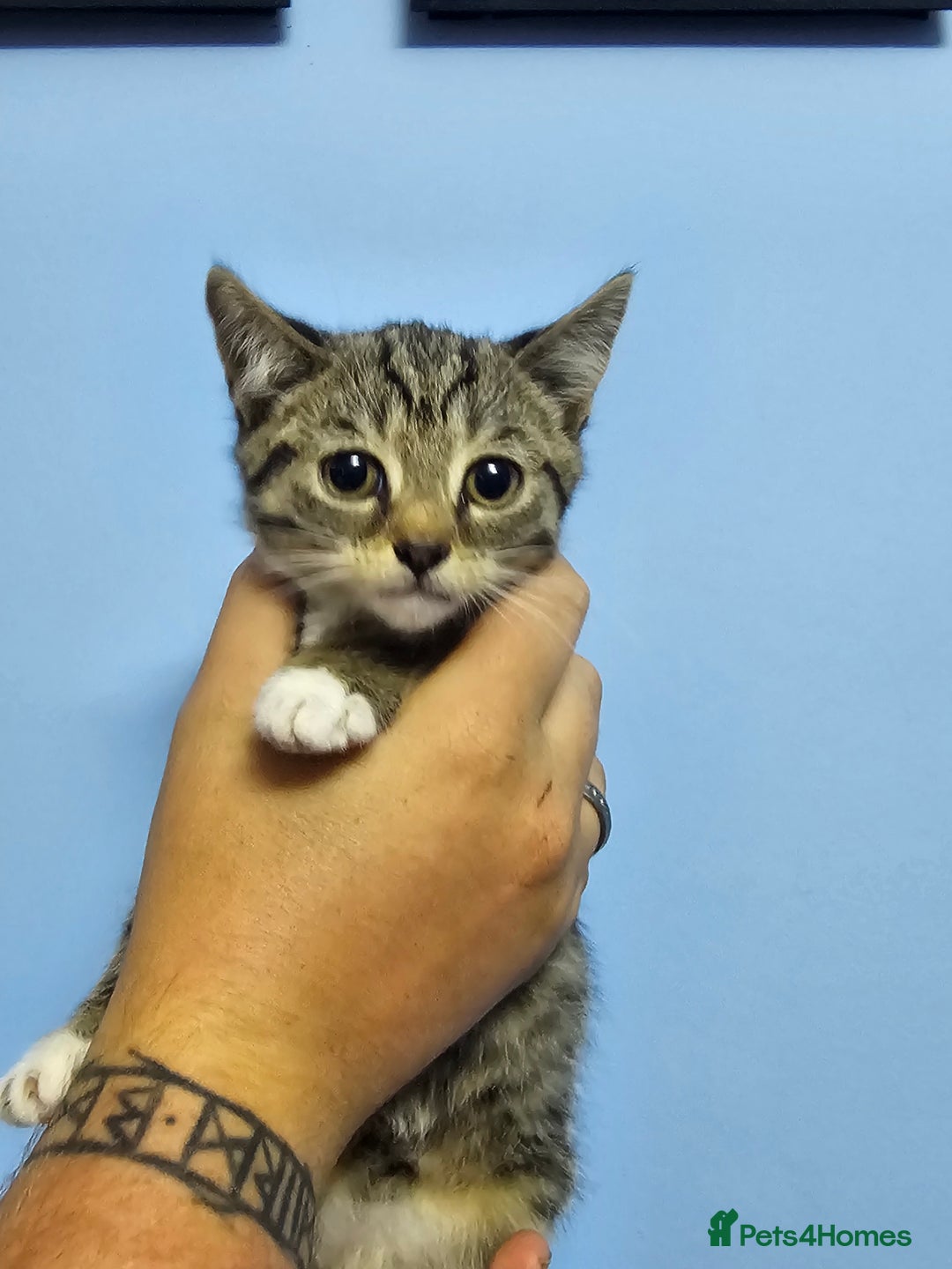 British Shorthair cats for sale: British short-hair kittens  - Image 7