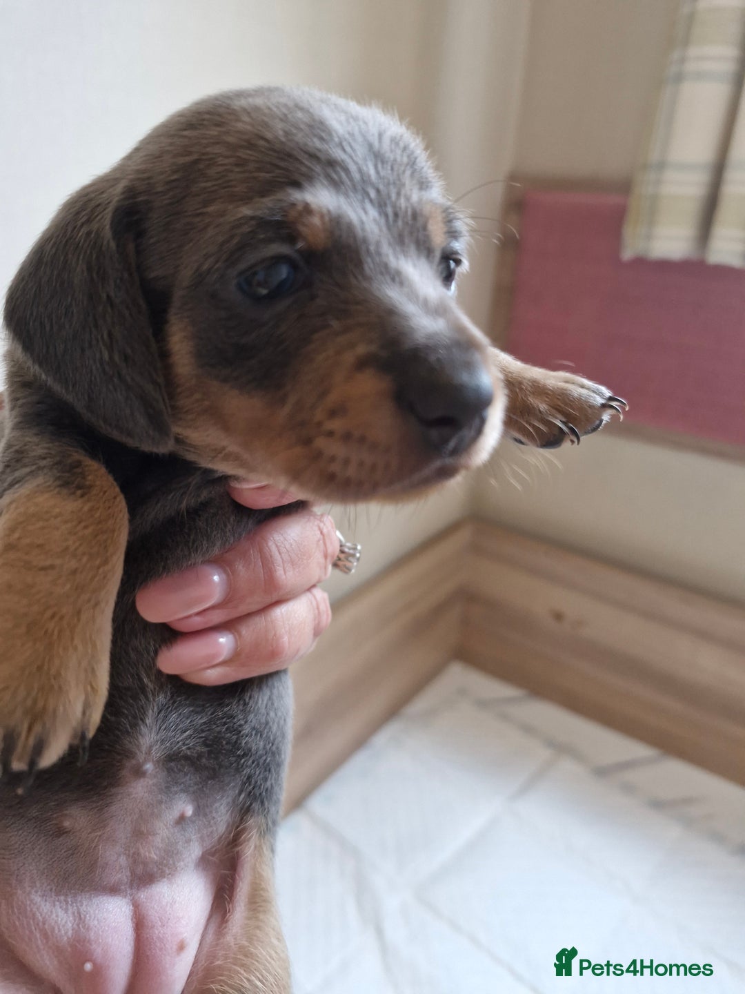 Miniature Dachshund dogs for sale: Miniture dashhound blue and tan - Image 9