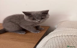 British Shorthair cats for sale: Male British Shorthair Cross Straight Hair Kitten - Image 2