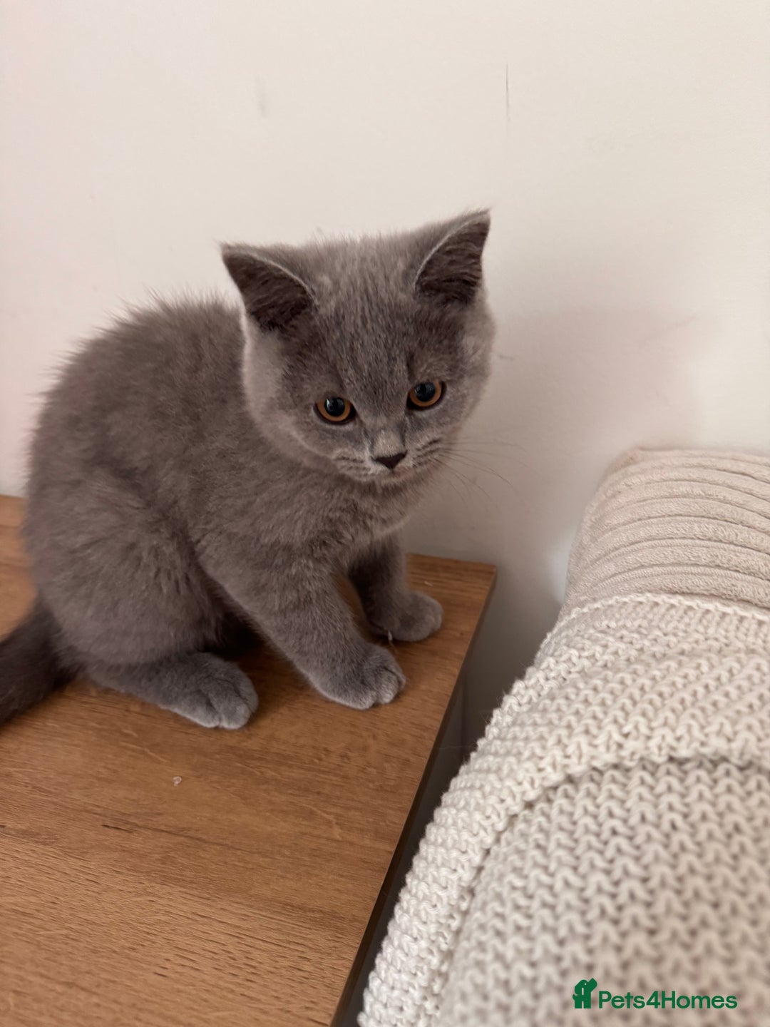 British Shorthair cats for sale: Male British Shorthair Cross Straight Hair Kitten - Image 2