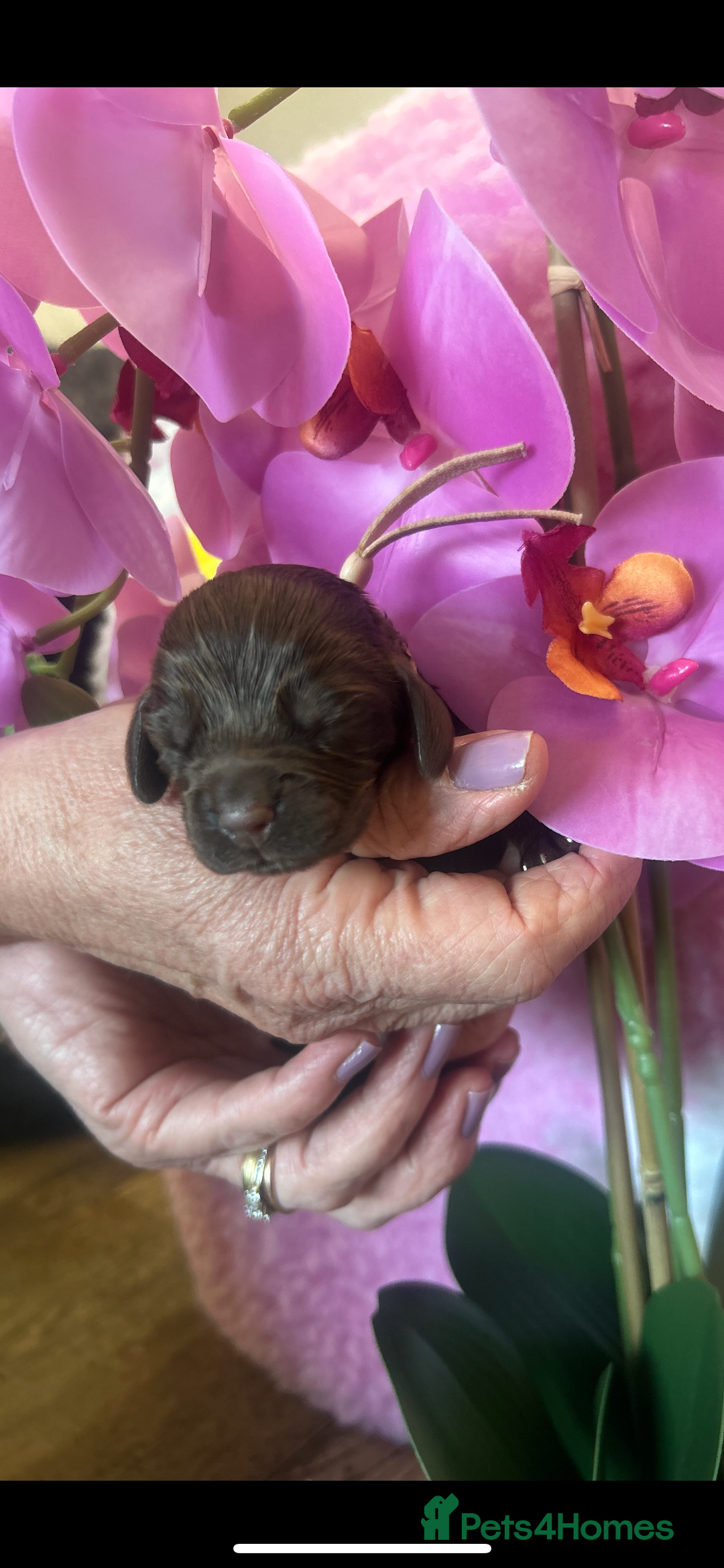Cocker Spaniel dogs for sale: Stunning litter of show cocker spaniels  - Image 7