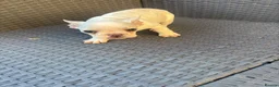 French Bulldog dogs for sale: REDUCED FlOODLE /French bulldogs - Advert 28