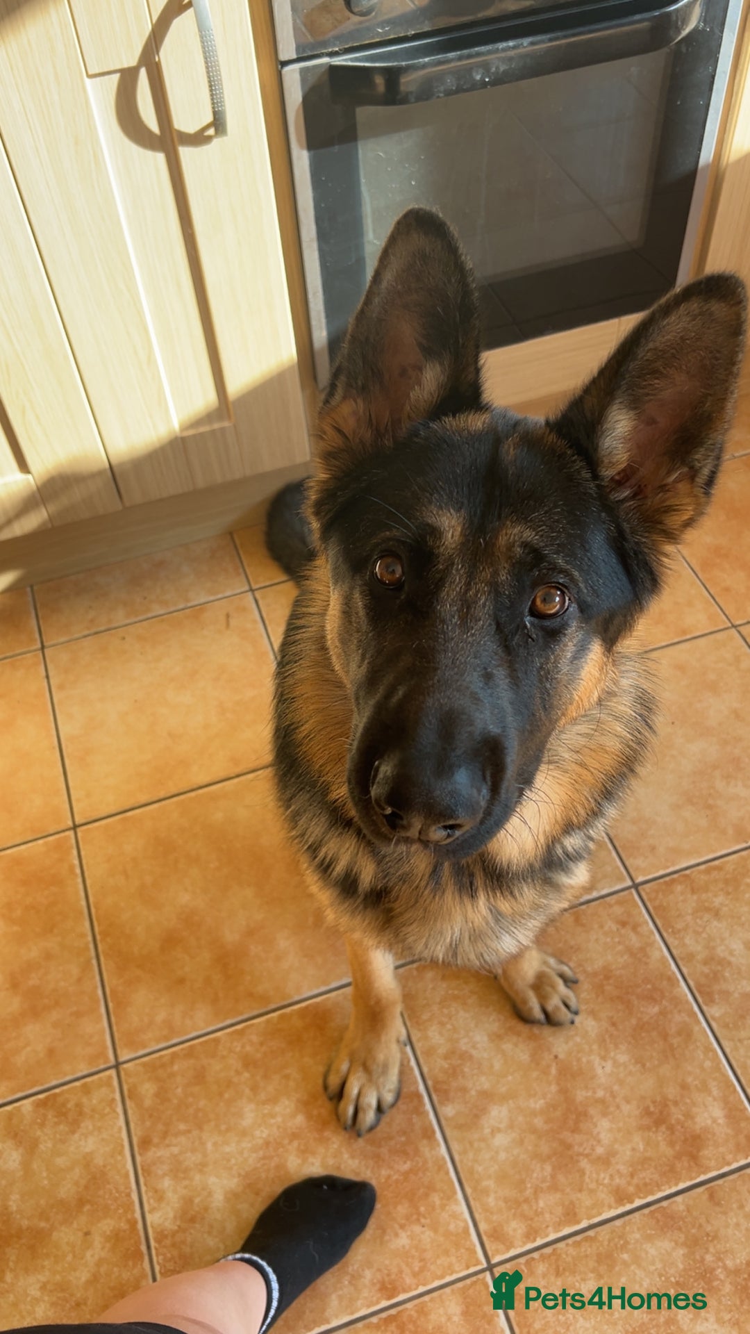 German Shepherd dogs for sale: Almost 2 year old boy for sale - Advert 5