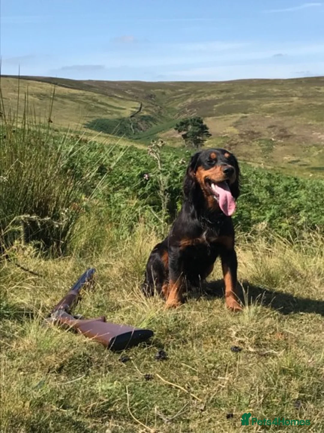 Cocker Spaniel dogs for stud: Proven Tri color cocker spaniel superb pedigr in Durham - Advert 2