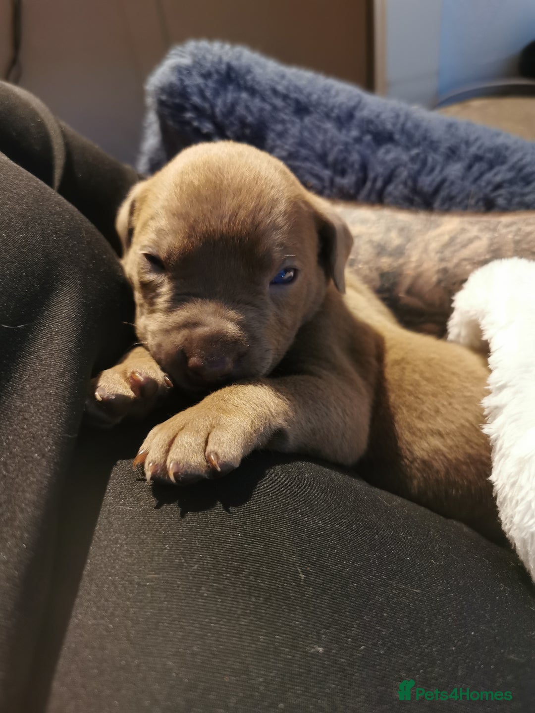 Cane Corso dogs for sale: Cane corso puppies - Advert 15
