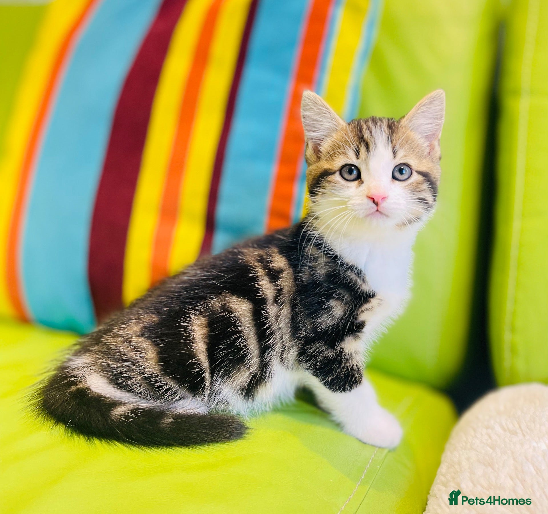 Mixed Breed cats Kittens for sale ,mixed breed, wonderful behaviour - Advert 4
