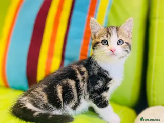 Mixed Breed cats Kittens for sale ,mixed breed, wonderful behaviour - Advert 4