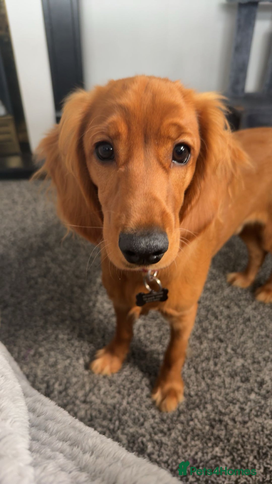 Cockapoo dogs for sale: 8 month puppy - Advert 5