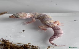 Corn Snake reptiles for sale: Corn snakes and leopard geckos babies - Image 2