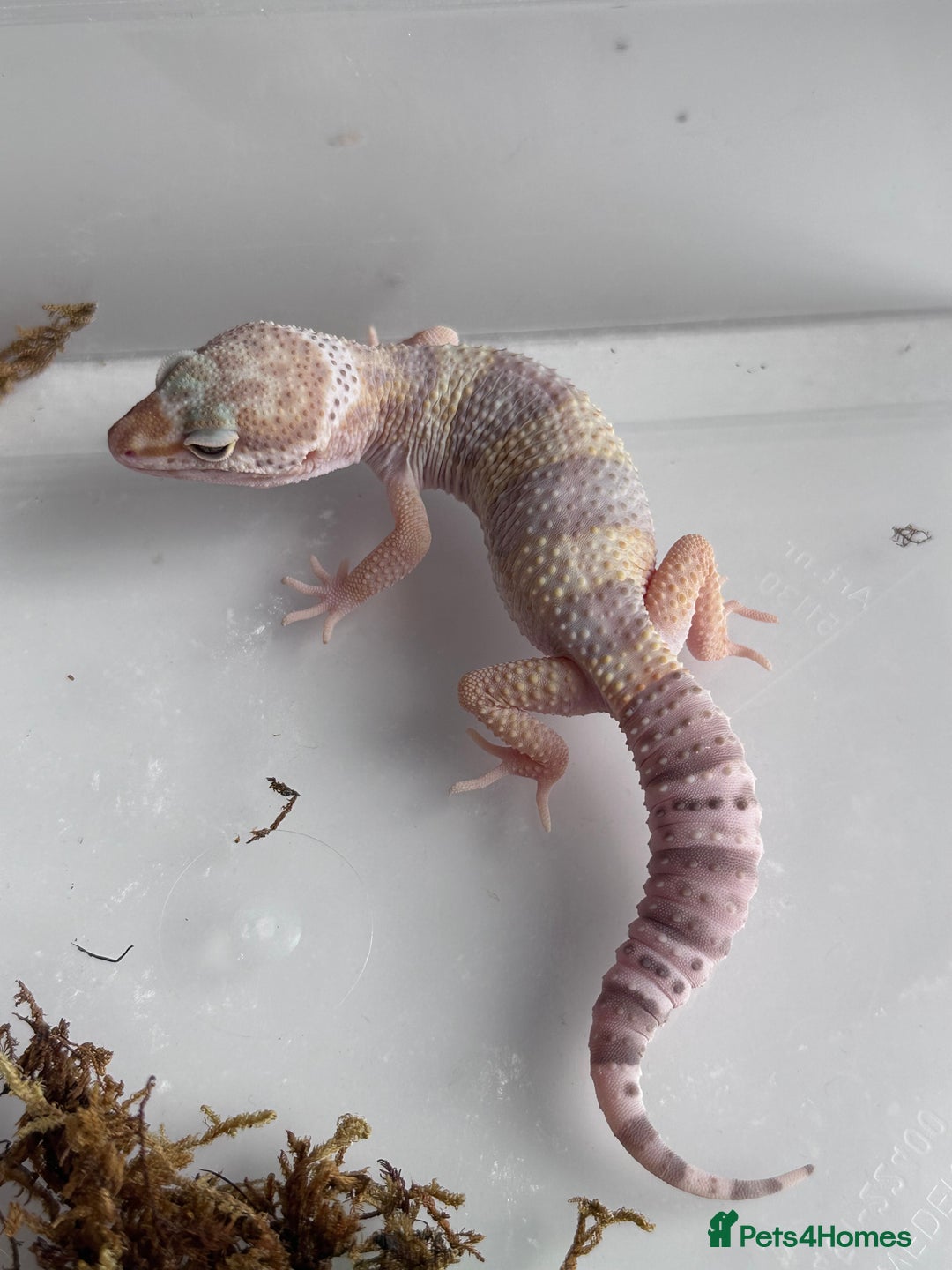 Corn Snake reptiles for sale: Corn snakes and leopard geckos babies - Image 2