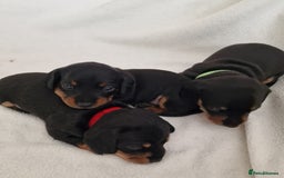 Miniature Dachshund dogs for sale: Beautiful black & tan miniature Dachshund puppies - Image 8