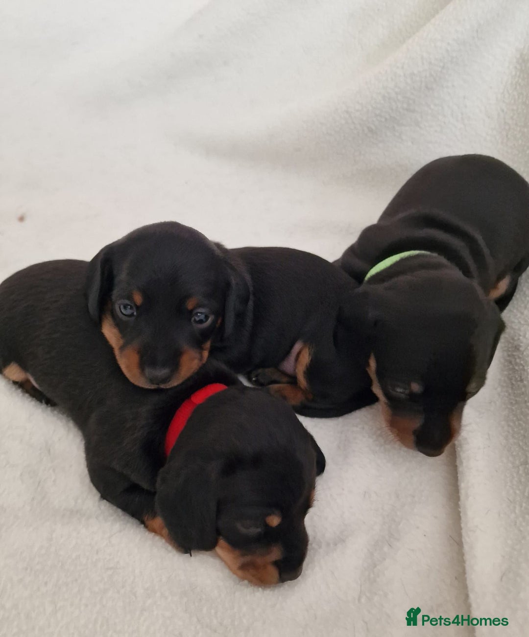 Miniature Dachshund dogs for sale: Beautiful black & tan miniature Dachshund puppies - Image 8
