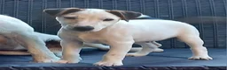 Parson Russell dogs for sale: Quality Parsons Russell Terrier Puppies - Advert 7