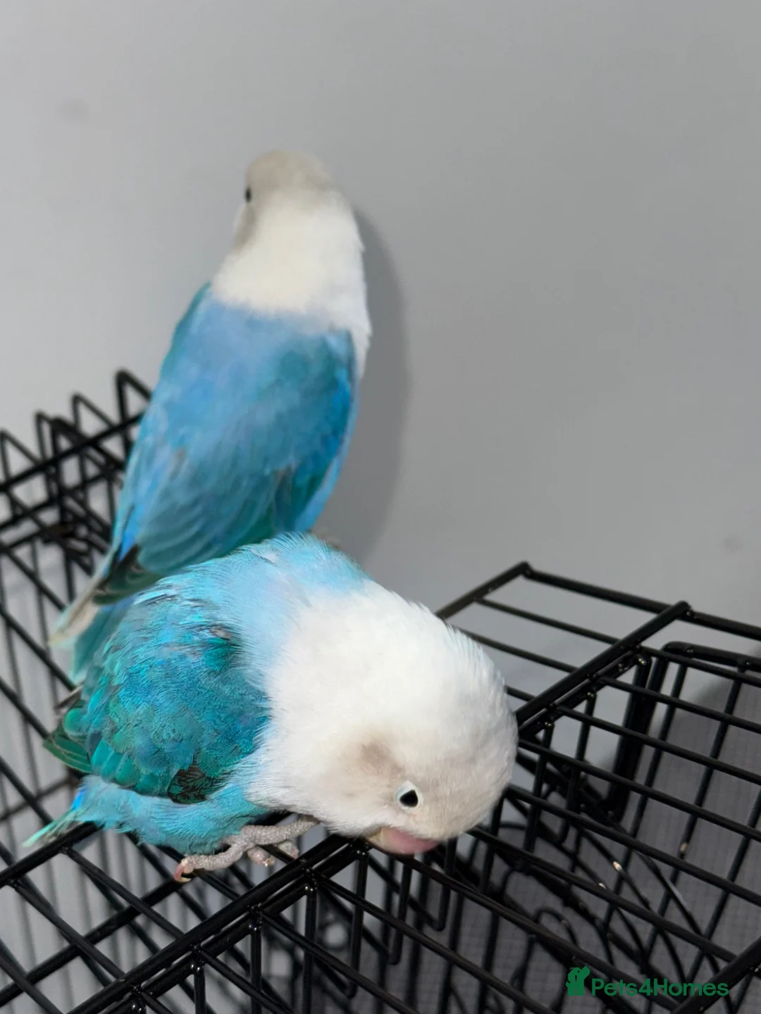 Lovebirds birds for sale: Blue Opaline love birds  in Dagenham - Advert 2