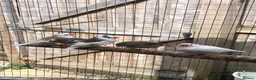 Finches birds for sale: Young zebra finches for sale - Advert 3