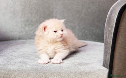 Maine Coon cats for stud: Stud Gccf duel Tica active blue smoke  in Grantham - Image 20