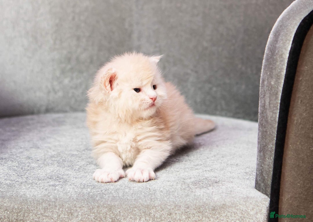 Maine Coon cats for stud: Stud Gccf duel Tica active blue smoke  in Grantham - Image 20
