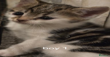 Mixed Breed cats - Advert 13