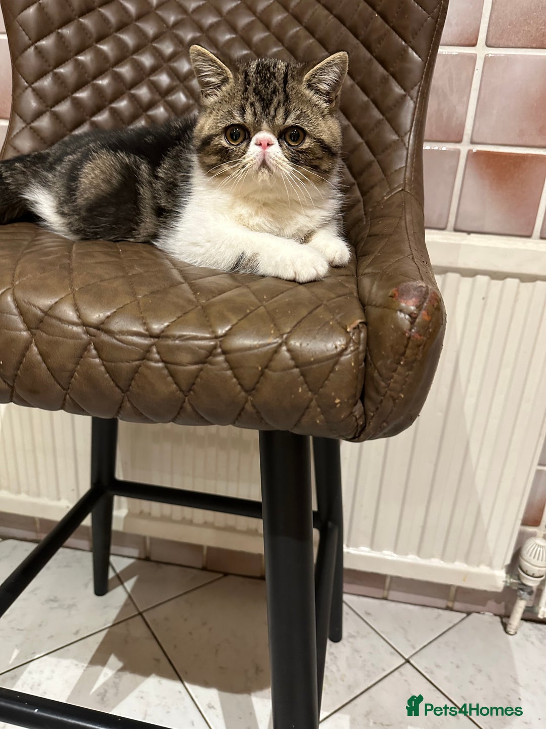 Exotic cats for sale: Brown Tabby & White exotic shorthair  - Advert 2
