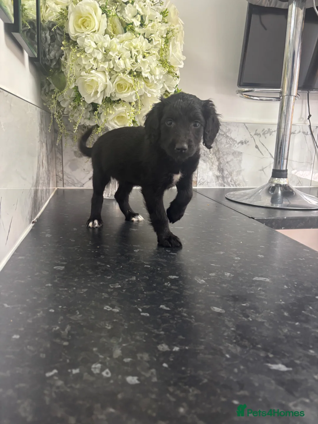 Labrador Retriever dogs for sale:  Labradoodle puppies toybpoodle in Durham - Advert 2