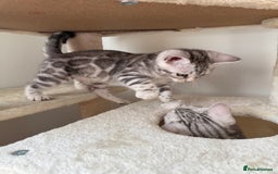 Bengal cats for sale: Beautiful Bengal kittens  in Cambridge - Image 10