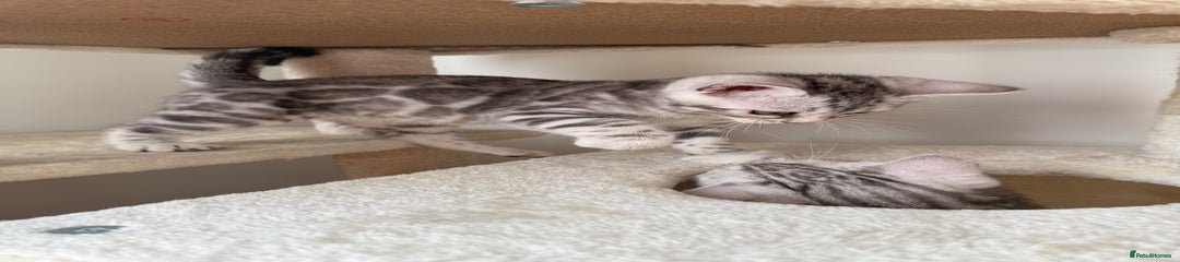 Bengal Kitten 2