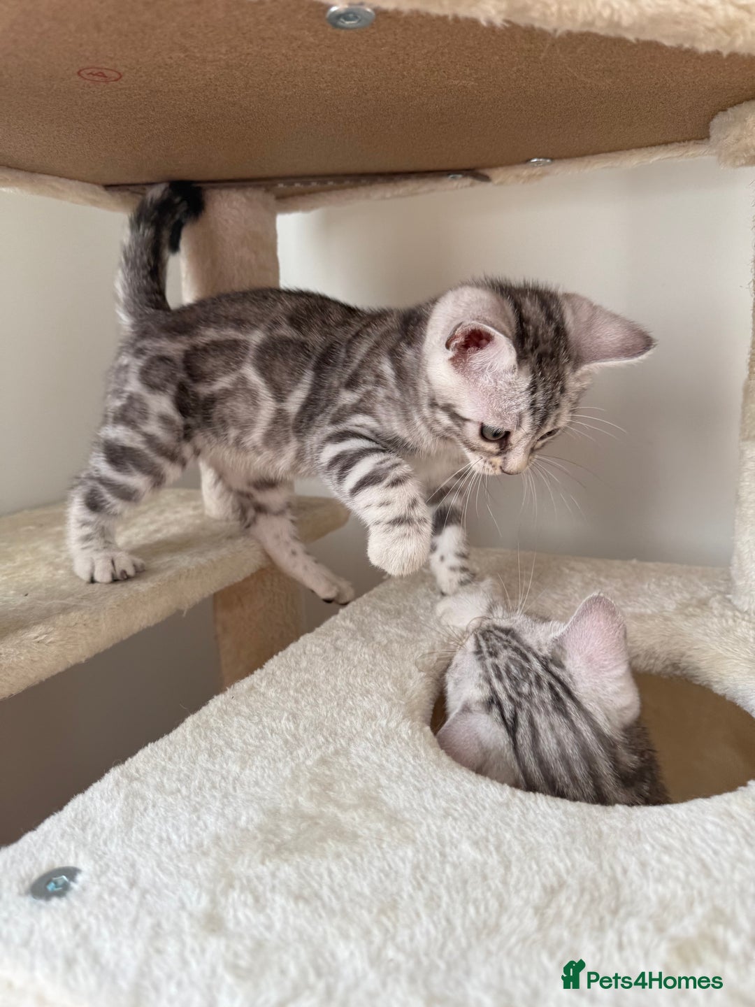 Bengal cats for sale: Beautiful Bengal kittens  in Cambridge - Image 10