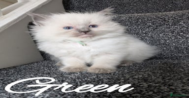 Ragdoll cats - Advert 11