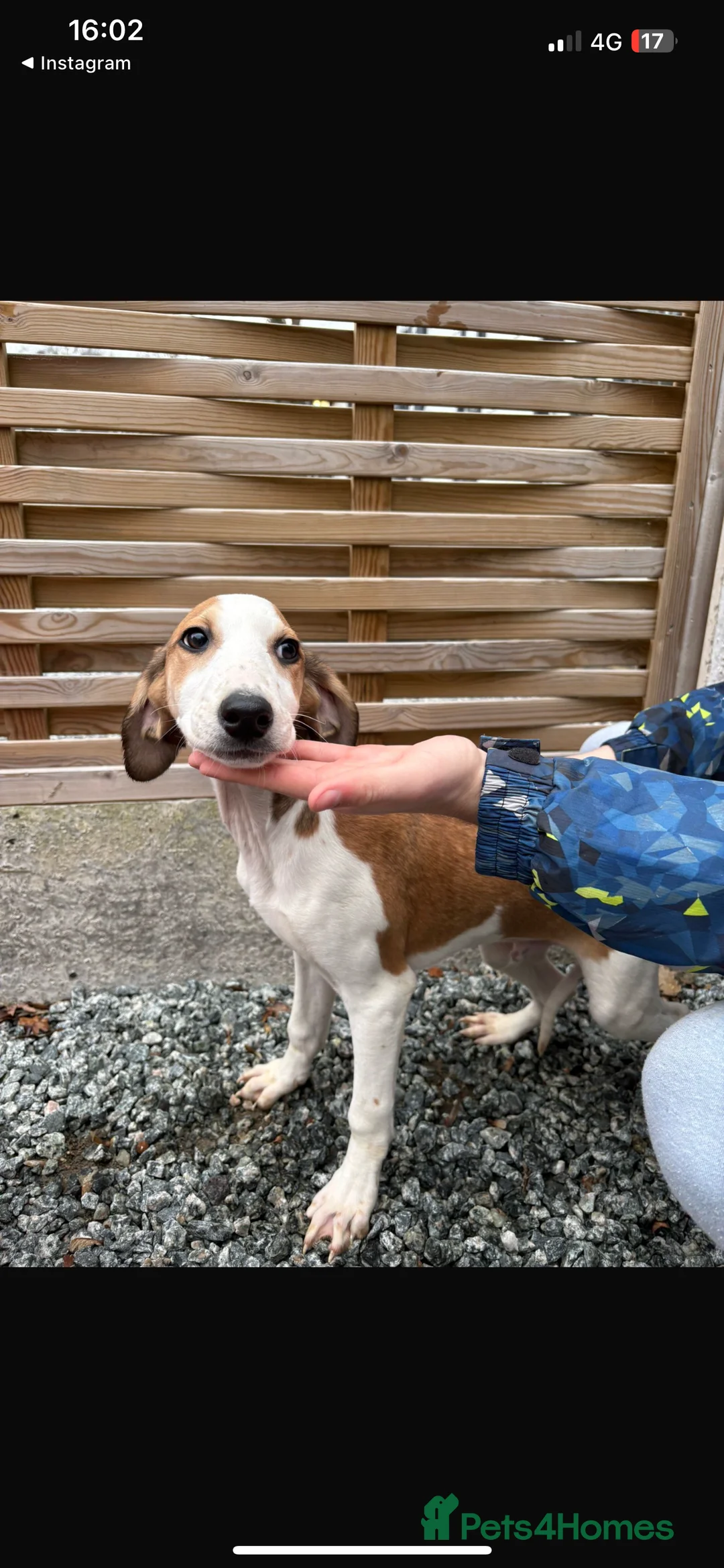 Mixed Breed dogs for sale: Saluki puppies  - Advert 3