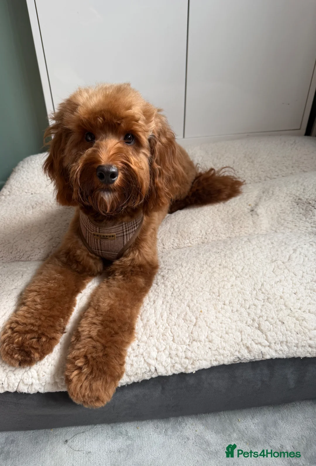 Cockapoo dogs for sale: outstanding male cockapoo - Advert 1