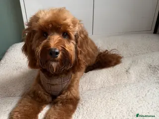 Cockapoo dogs outstanding male cockapoo - Advert 16