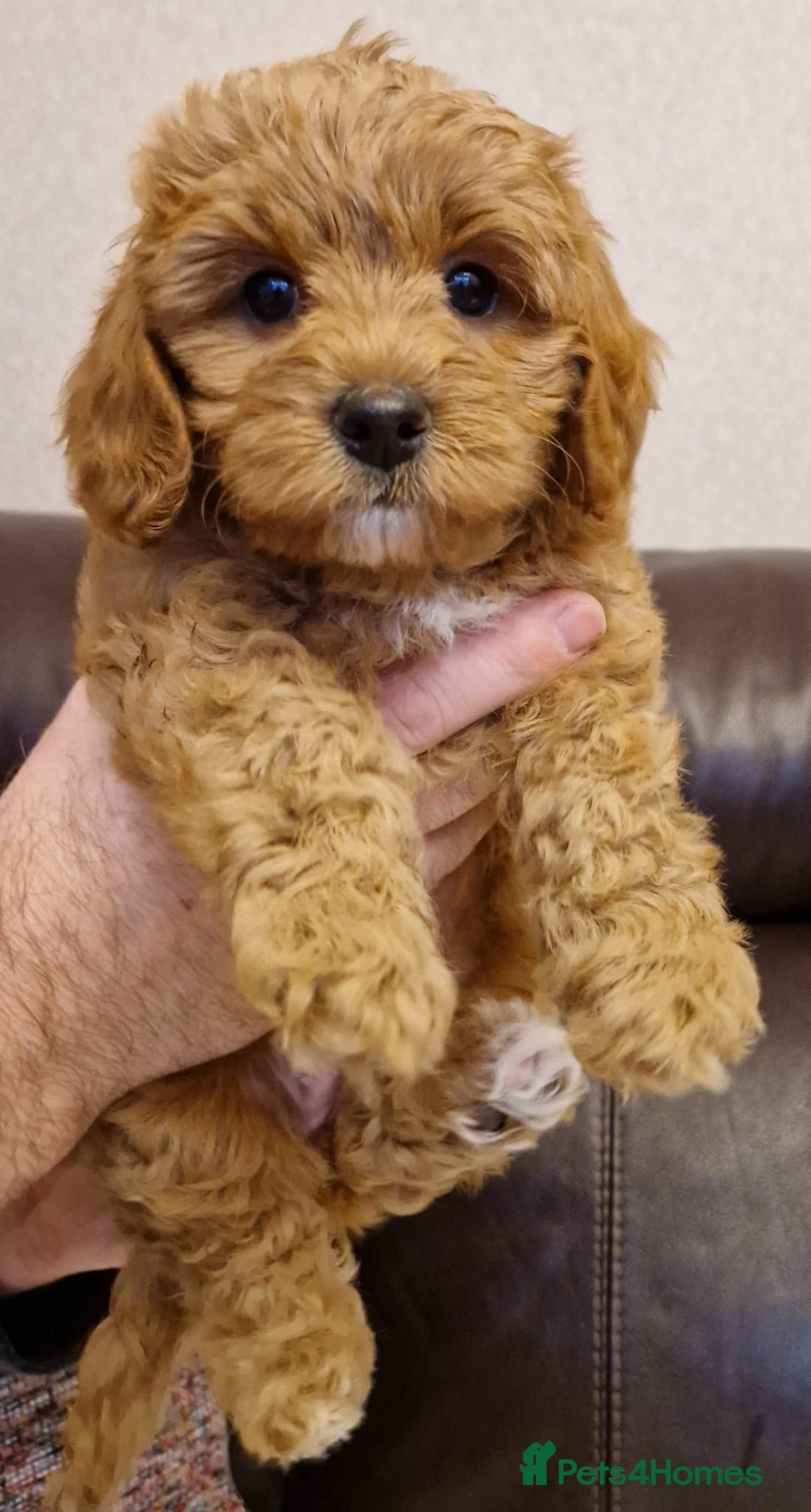 Cavachon dogs for sale: Beautiful Phantom, Sable and Red Cavapoochon Pups - Advert 17