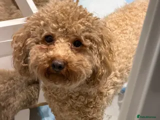 Toy Poodle dogs Kc red toy poodle puppy for sale - Advert 1