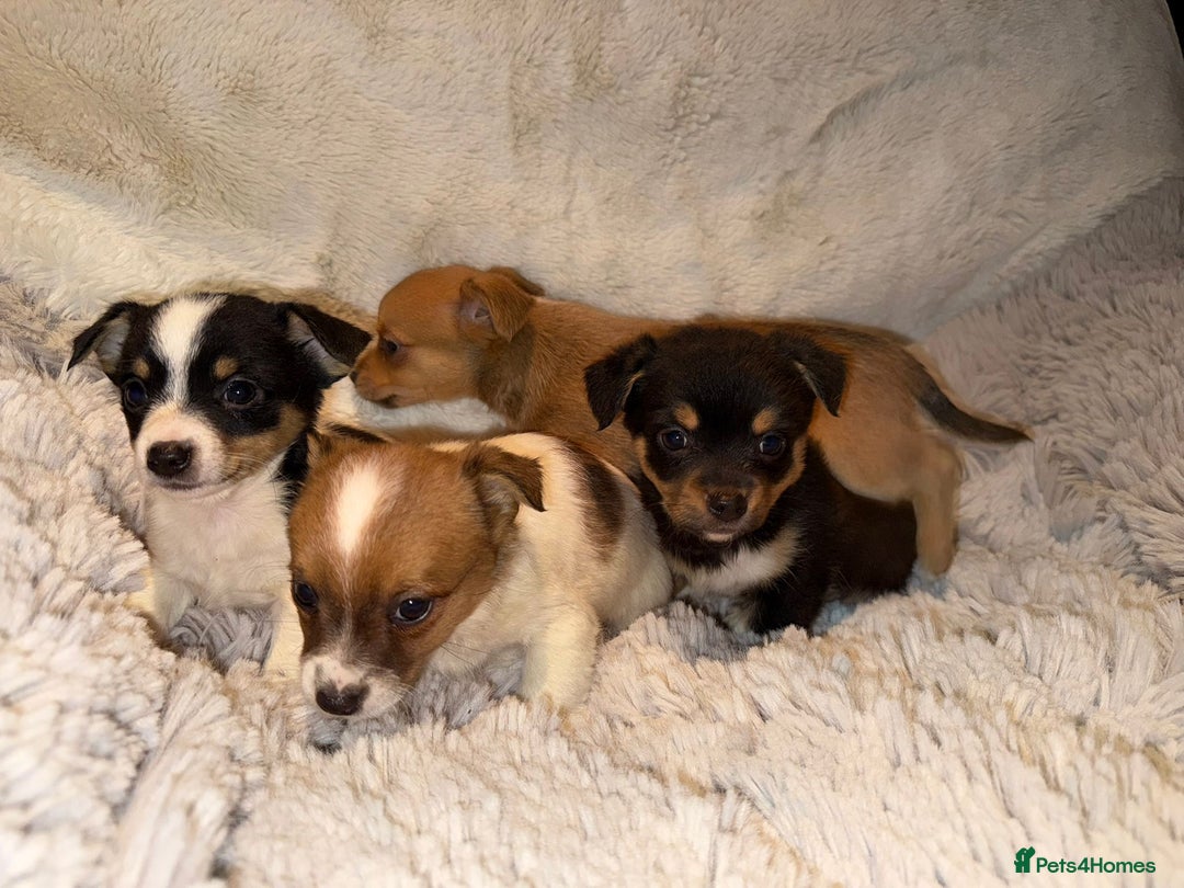 Jack Russell dogs for sale: Miniature jack Russel  - Image 8