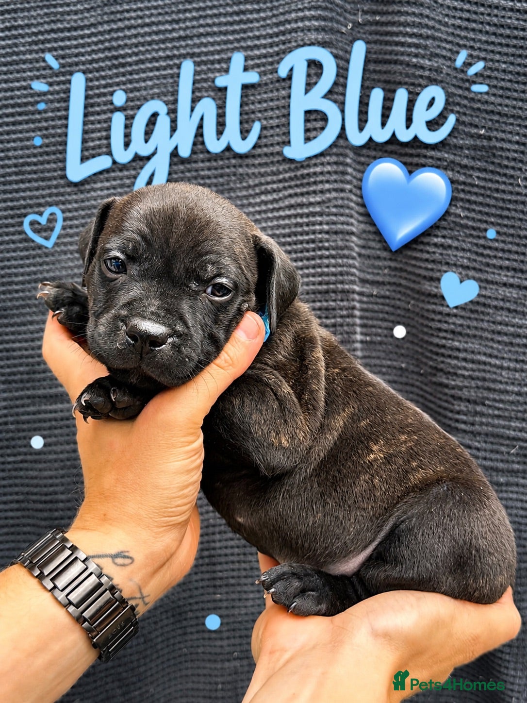 Staffordshire Bull Terrier dogs 2 Brindle boys left! - Advert 2
