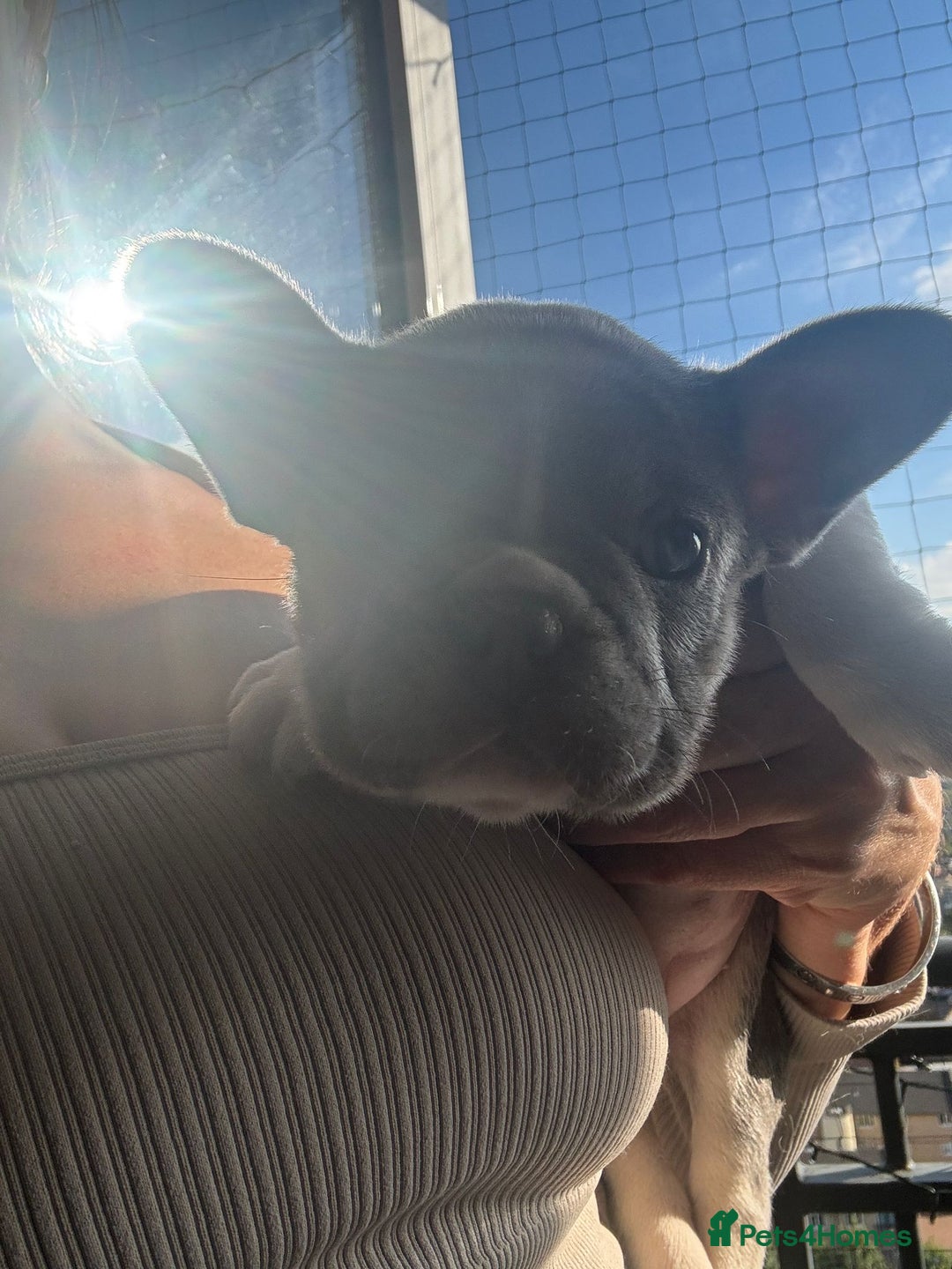 French Bulldog dogs for sale: Stunning ** French bulldogs  - Image 8