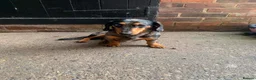 Miniature Dachshund dogs for sale: Miniature Dapple Dachshund  in Middlesbrough - Advert 5
