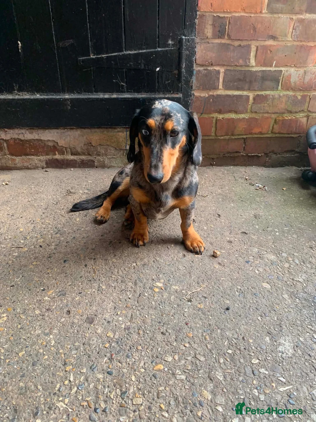 Miniature Dachshund dogs for sale: Miniature Dapple Dachshund  in Middlesbrough - Advert 5