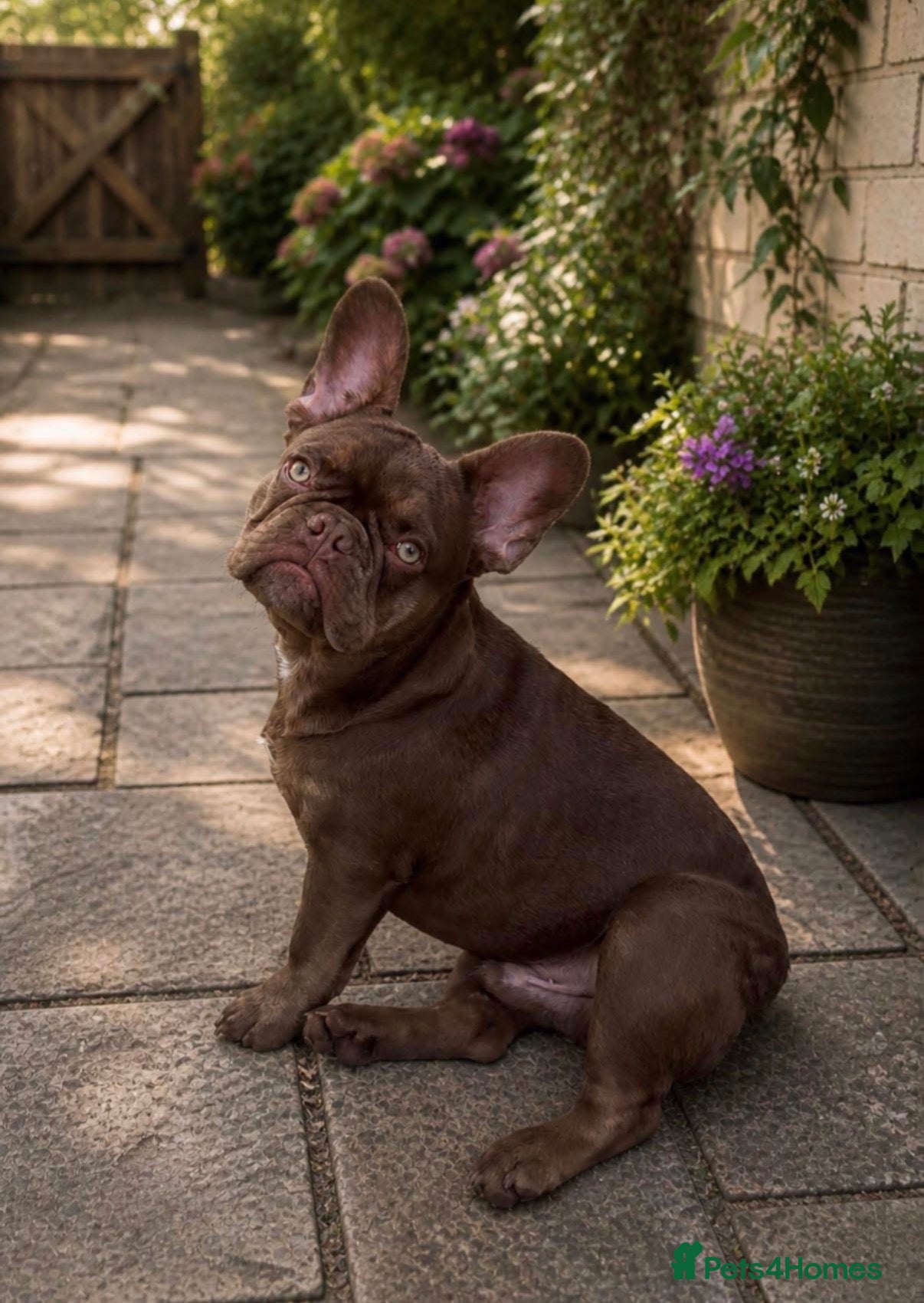 French Bulldog dogs Rojo tan French bulldog stud  - Advert 1