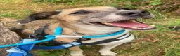 Mixed Breed dogs for adoption: Meet Erol, currently residing in Surrey in Chessington - Advert 7