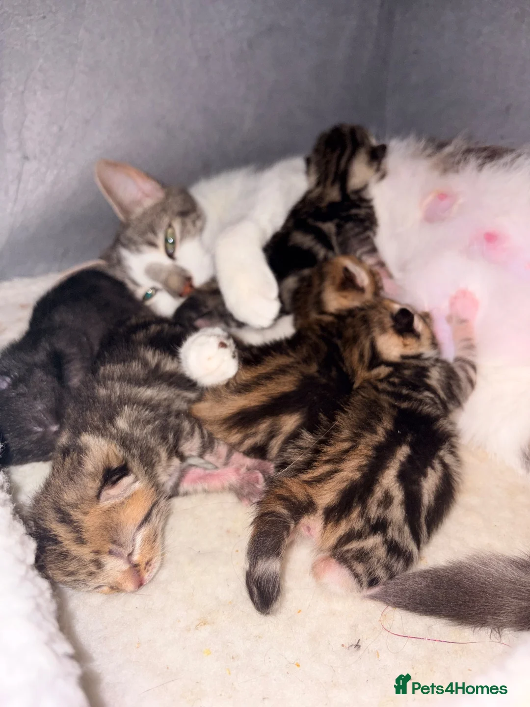 Mixed Breed cats for sale: 5 kittens for sale all with amazing personalities  in Birmingham - Advert 1