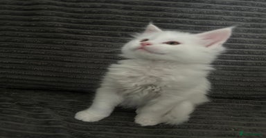 Maine Coon cats - Advert 9
